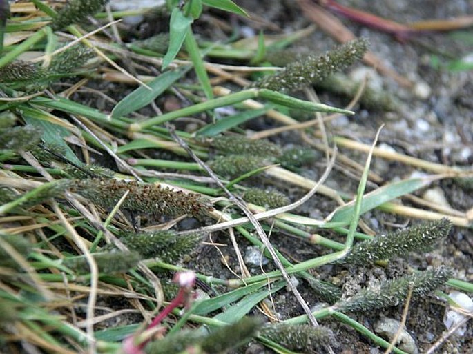 HELEOCHLOA ALOPECUROIDES (Piller et Mitterp.) Host ex Roem. – bahenka psárkovitá / bahienka psiarkovitá