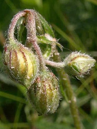 Helianthemum grandiflorum subsp. obscurum