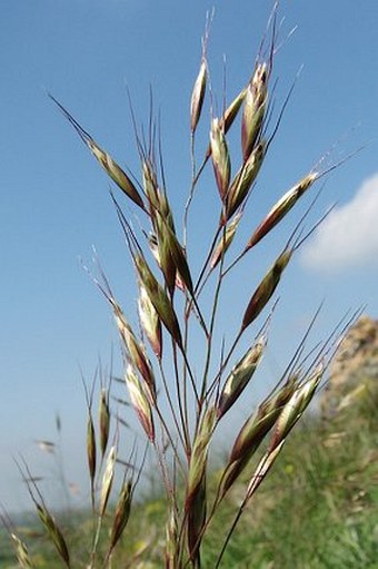 Helictotrichon desertorum subsp. basalticum