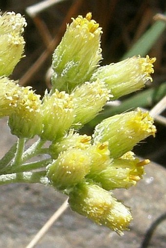 Helichrysum forskahlii