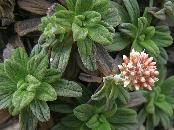 Helichrysum rosulatum