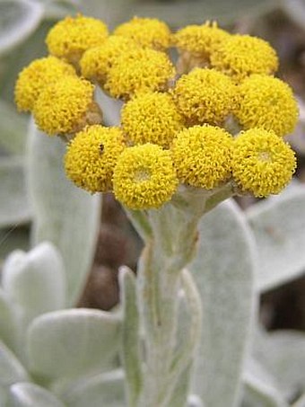 Helichrysum gossypinum