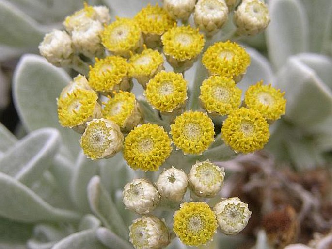 HELICHRYSUM GOSSYPINUM Webb - smil / slamiha