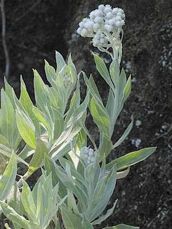 Helichrysum melaleucum