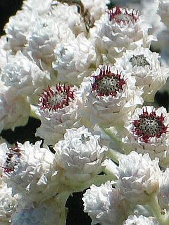 Helichrysum melaleucum