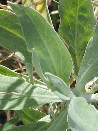 Helichrysum melaleucum