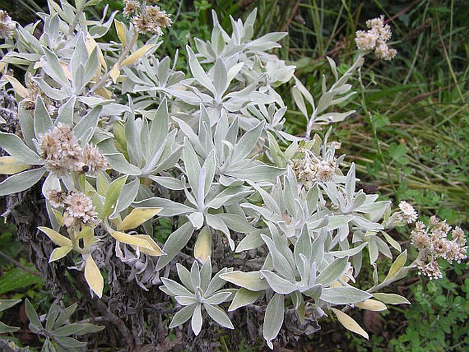 Helichrysum melaleucum