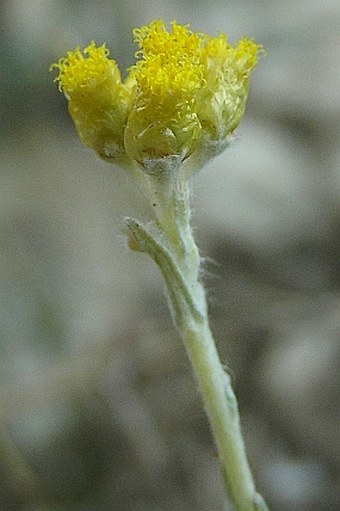 Helichrysum stoechas