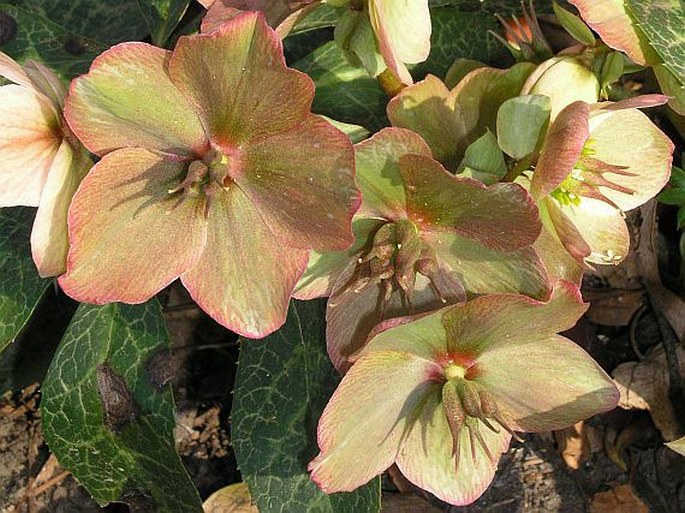 Helleborus ×nigercors