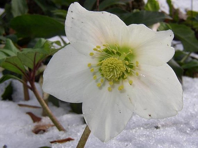 Helleborus niger