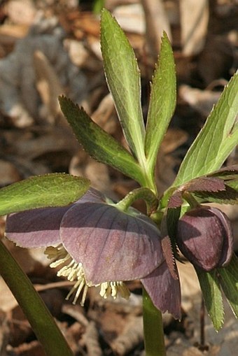 Helleborus purpurascens