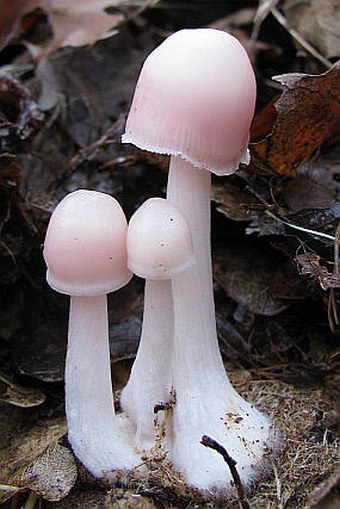 Mycena rosea