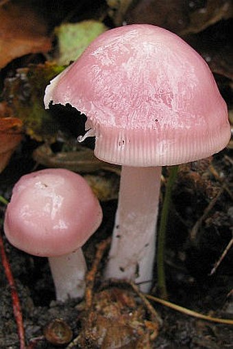 Mycena rosea