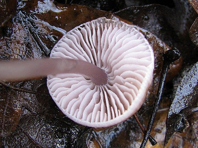 Mycena rosea