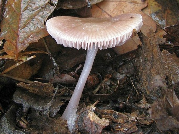 Mycena rosea