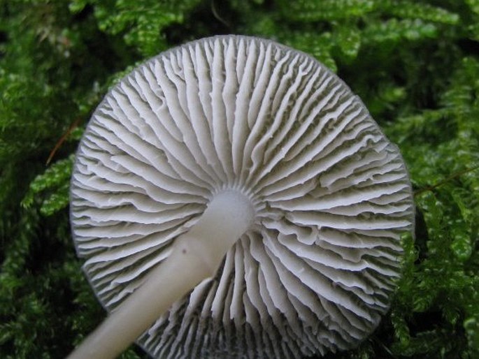 Mycena galericulata