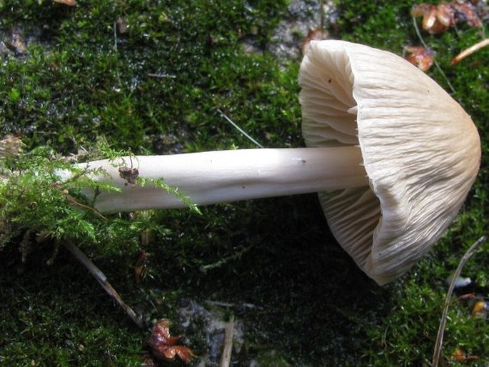 Mycena galericulata