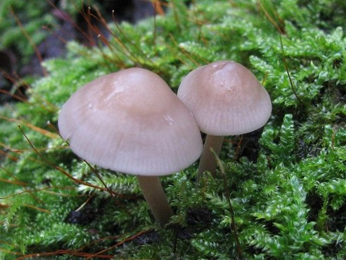 Mycena galericulata