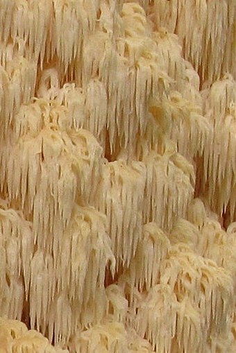 Hericium flagellum