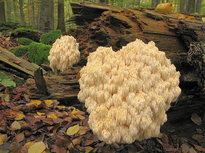 Hericium flagellum