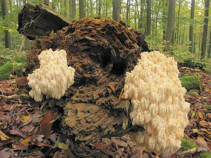 Hericium flagellum