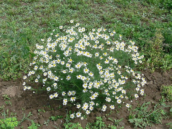 Tripleurospermum inodorum