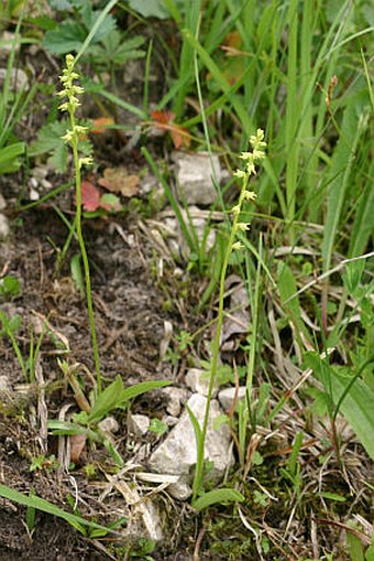 Herminium monorchis