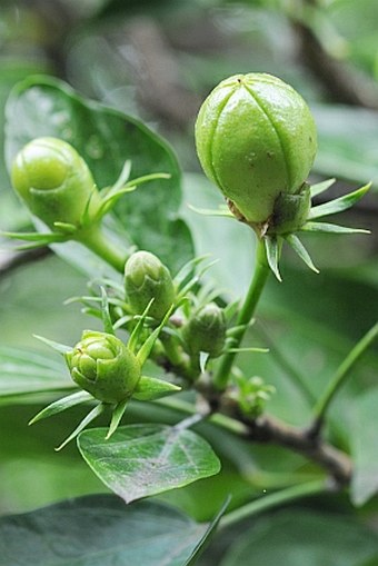 Hibiscus boryanus