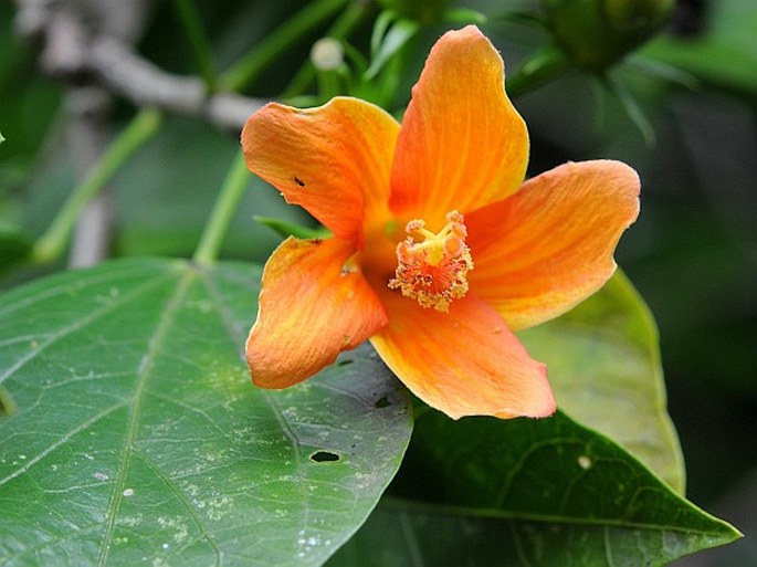 Hibiscus boryanus