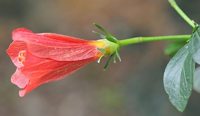 Hibiscus boryanus