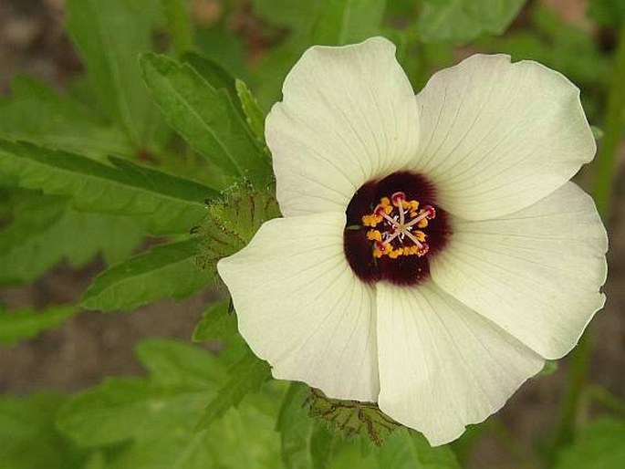 HIBISCUS TRIONUM L. – ibišek trojdílný / ibištek trojdielny