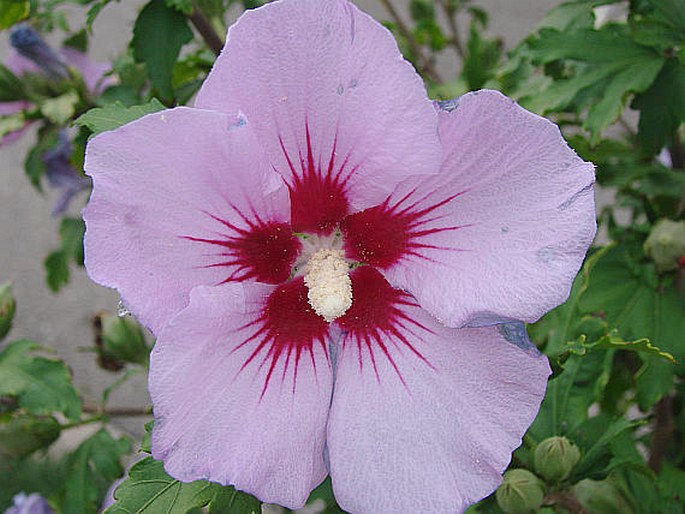 HIBISCUS SYRIACUS L. – ibišek syrský / ibištek sýrsky