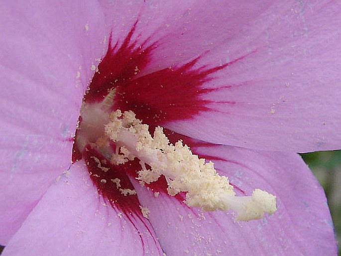 Hibiscus syriacus