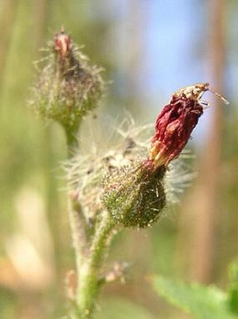 Hieracium aurantiacum