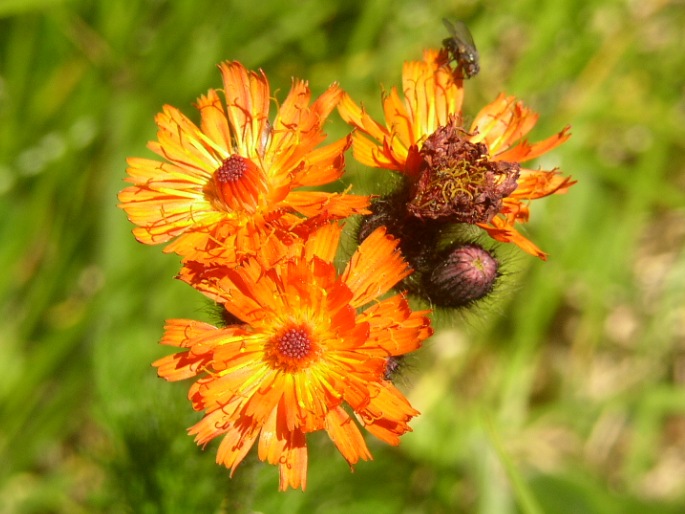 HIERACIUM AURANTIACUM L. – jestřábník oranžový / chlpánik oranžový