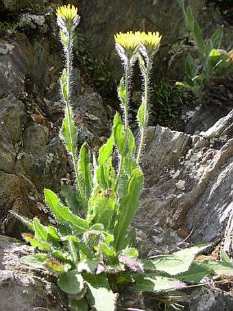 Hieracium villosum