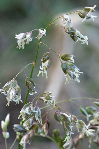 Hierochloë australis