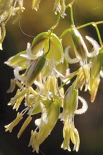 Hierochloë australis