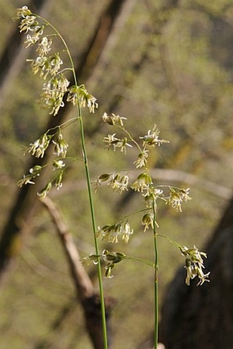 Hierochloë australis