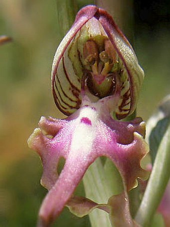 Himantoglossum caprinum