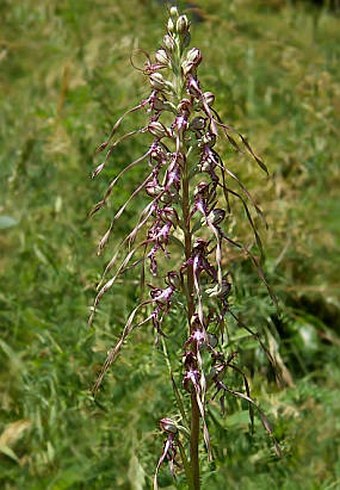 Himantoglossum caprinum