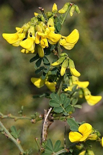 Hippocrepis emerus