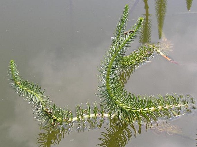 HIPPURIS VULGARIS L. – prustka obecná / truskavec obyčajný