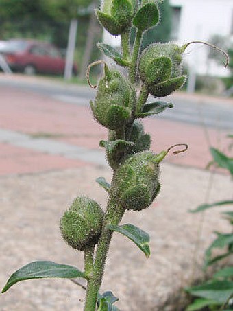 Antirrhinum majus