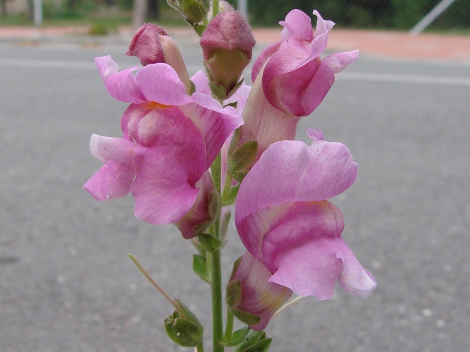 Antirrhinum majus