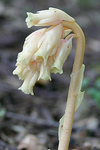 Monotropa hypopitys