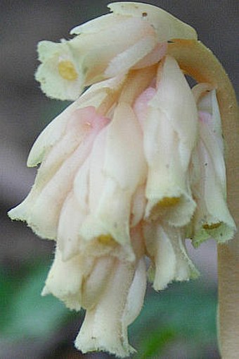 Monotropa hypopitys