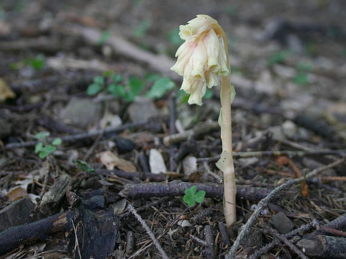 Monotropa hypopitys