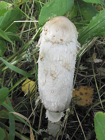 Coprinus comatus