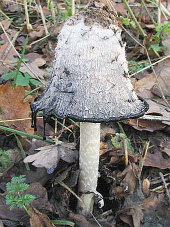 Coprinus comatus